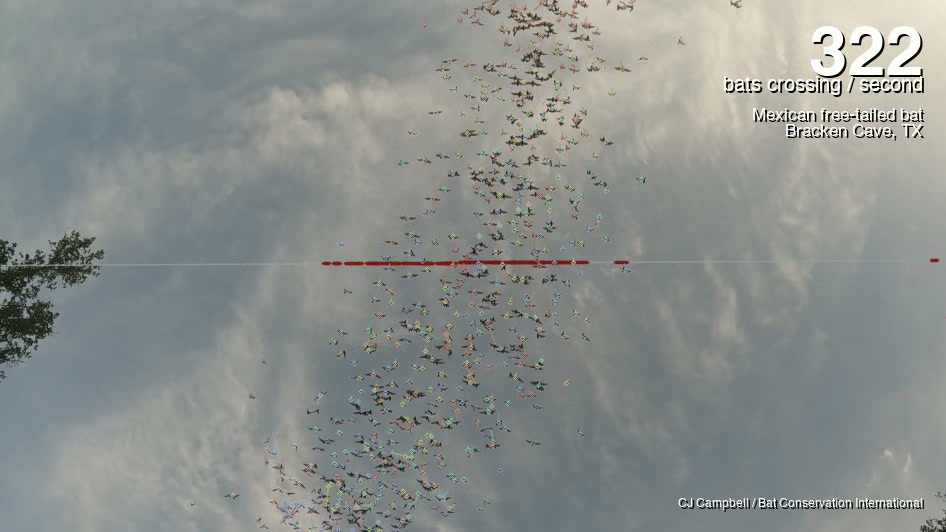Computer-vision detection and counting of bats in flight