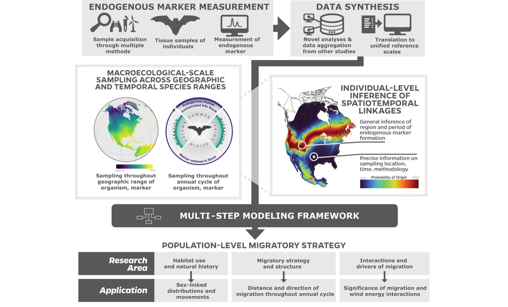 Multi-step framework for inferring migratory strategy from endogenous markers