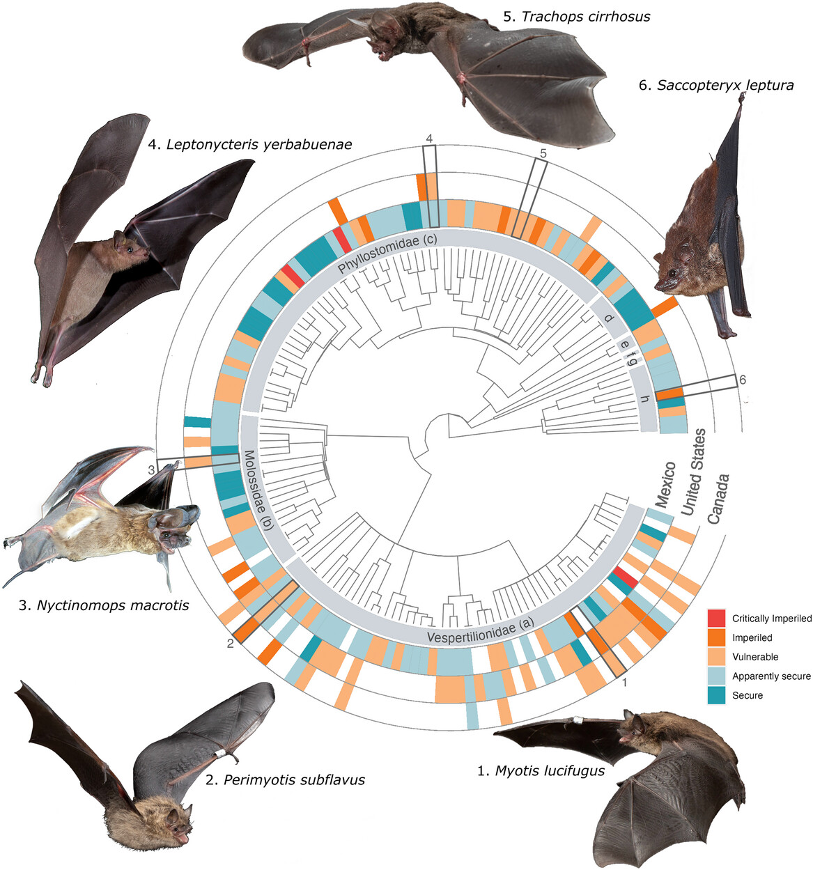 North American bats by phylogeny and conservation status
